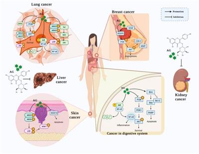 Astragalin: a food-origin flavonoid with therapeutic effect for multiple diseases